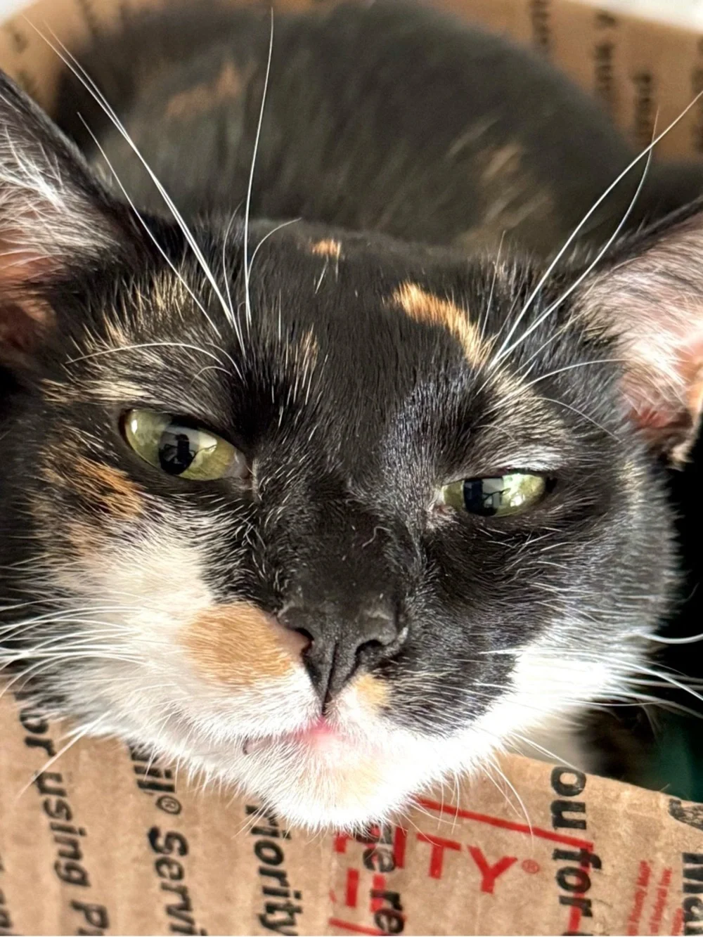 🌑🪨🤘🏼MR MORE ROCKS IS LIVE!!🤘🏼🪨🌑 - Picture 4 of 7